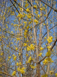 Cornus mas